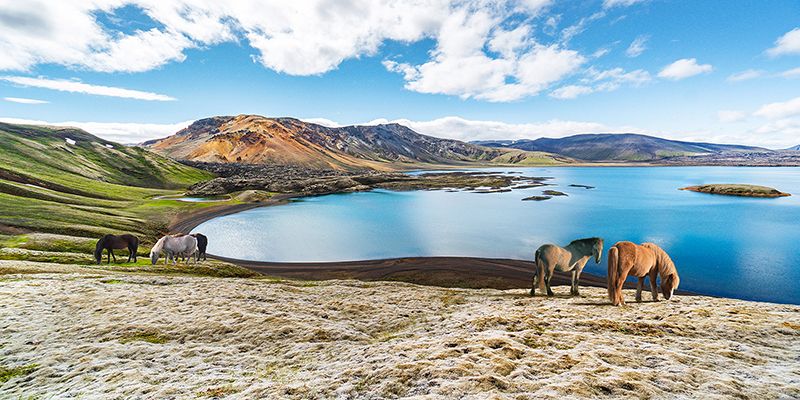 Pangea Images, Wild Horses by a Lake, Iceland