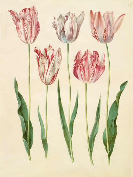 Johannes S. Holtzbecher, Tulipa gesneriana