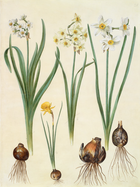 Johannes S. Holtzbecher, Narcissus