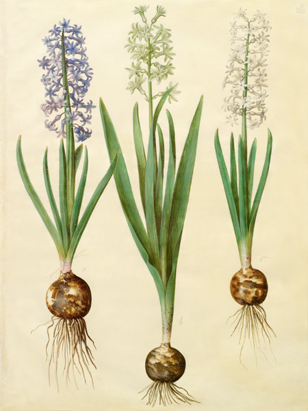 Johannes S. Holtzbecher, Hyacinthoides orientalis