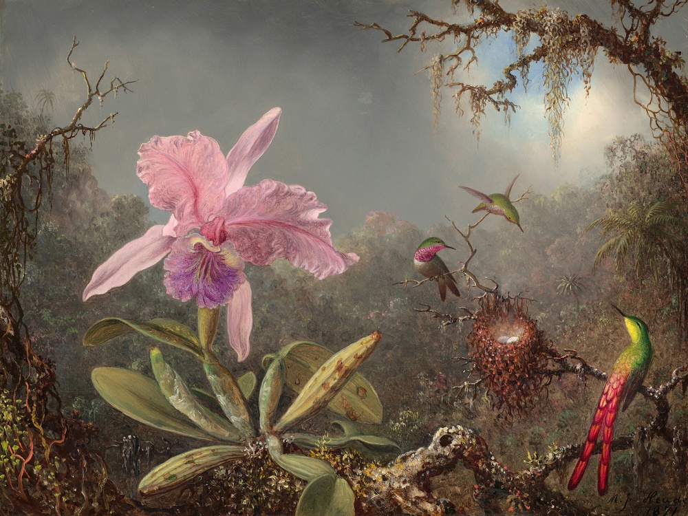 Martin Johnson Heade, Cattleya orchid and three hummingbirds