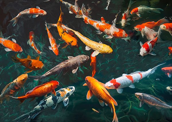 Teo Rizzardi, Pond with Koi-Fish