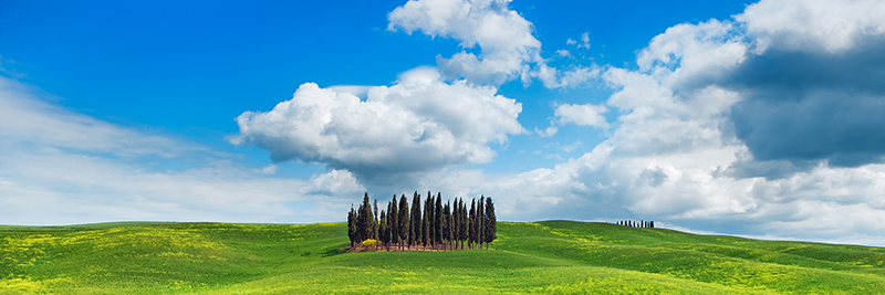 Frank Krahmer, Cypresses, Val d'Orcia, Tuscany