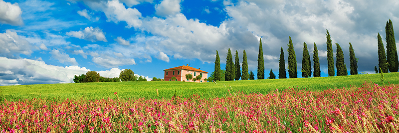 Frank Krahmer, Landscape with cypress alley and sainfoins, San Quirico d'Orcia, Tuscany